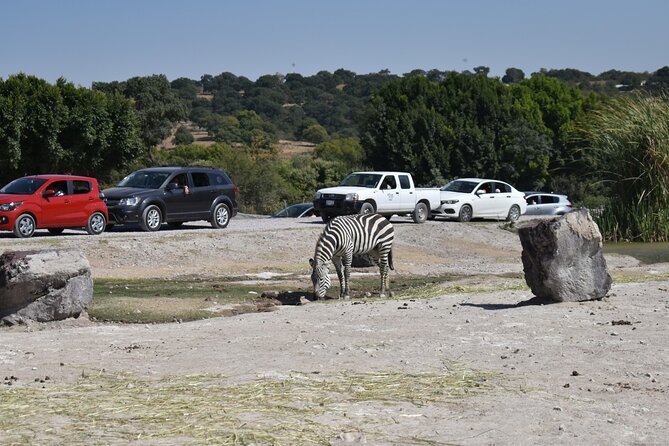 Africam safari (private tour) - Is $175 per person good value?