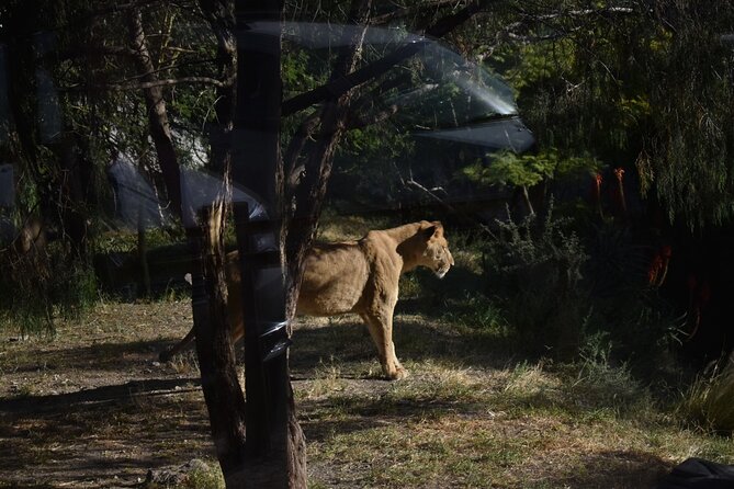 Africam safari (private tour) - Inside Africam Safari, from giraffes to lions