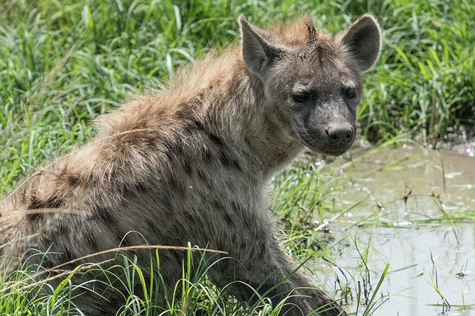 African Wildlife & Nature - 5 Kenya national parks - 6 day Jeep Safari - Day three: Lake Naivasha by boat and on foot