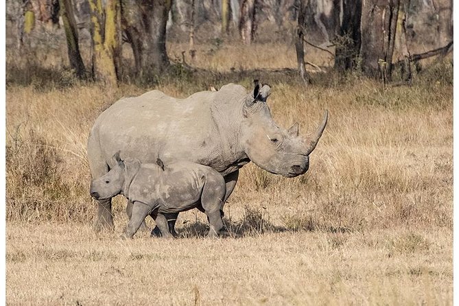 African Wildlife & Nature - 5 Kenya national parks - 6 day Jeep Safari - Day one: Tsavo West and a first taste of wild Kenya