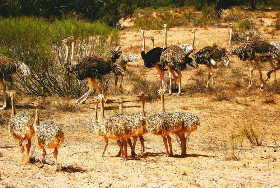 Agadir: Sous Massa National Park Desert Safari Tour & Lunch - Key points to know before booking
