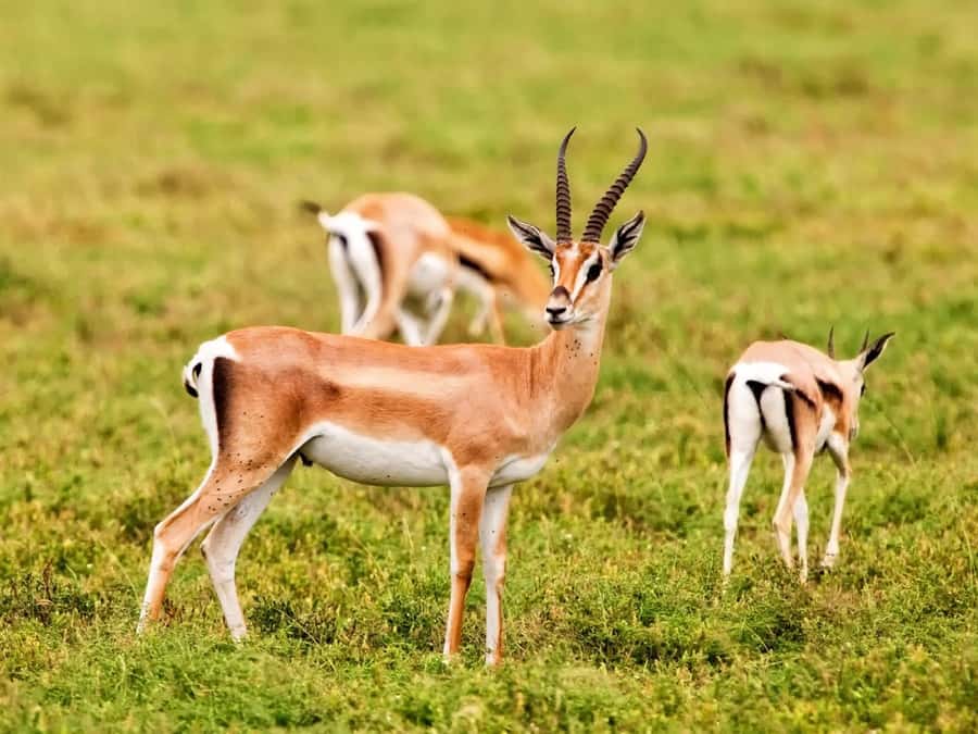 Agadir: Sous Massa National Park Desert Safari Tour & Lunch - Why this day trip gives you more than a desert drive