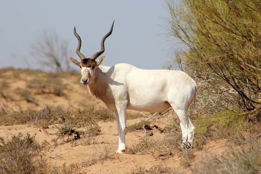 Agadir: Sous Massa National Park Desert Safari Tour & Lunch - A fishing village and the cave by the sea