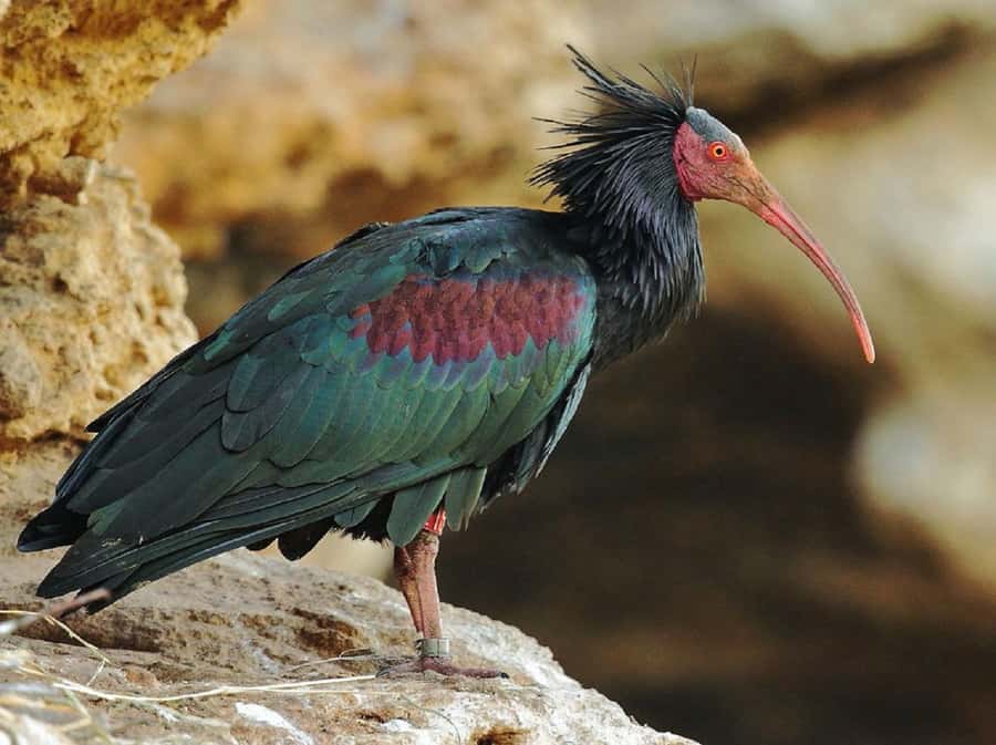 Agadir: Sous Massa National Park Desert Safari Tour & Lunch - Yusuf Ibnu Tachafin dam and Anti Atlas views