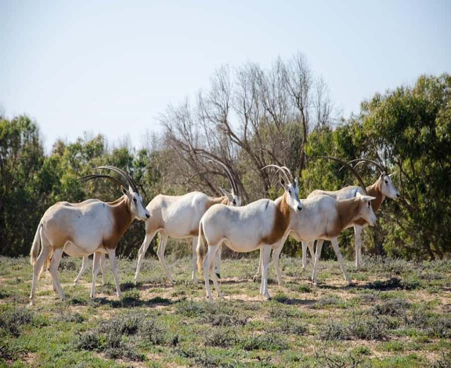 Agadir: Sous Massa National Park Desert Safari Tour & Lunch - Inside Souss-Massa National Park with a camera ready