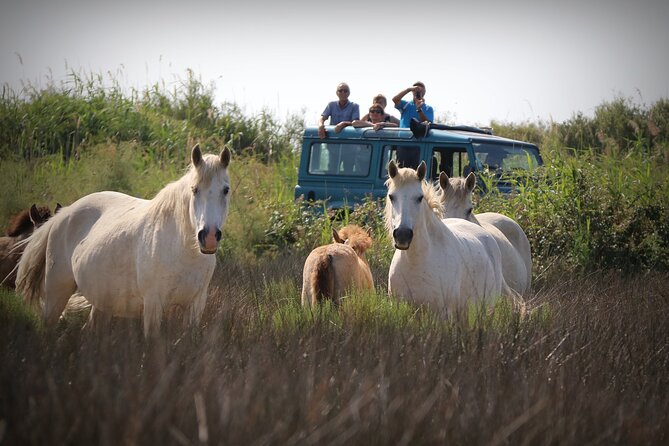 Aigues Mortes: 4x4 photo safari in the Camargue - Riding out from Aigues-Mortes into the Petite Camargue
