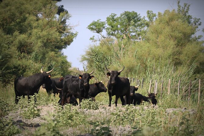Aigues Mortes: 4x4 photo safari in the Camargue - How the timing and group size work for you