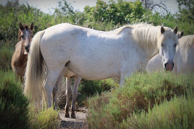 Aigues Mortes: 4x4 photo safari in the Camargue - Flamingos and birdwatching from a moving 4x4