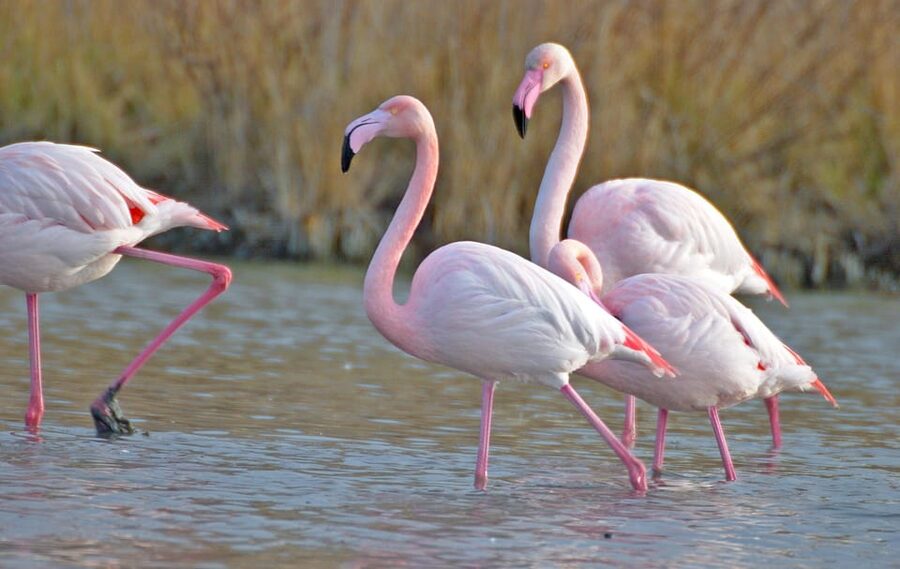 Aigues Mortes: Jeep Photo Safari in Camargue - What 210 minutes feels like