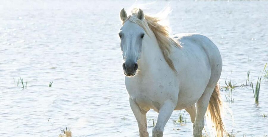Aigues Mortes: safari en vélo - Ebike tour in Camargue - Why the Camargue is worth seeing on two wheels