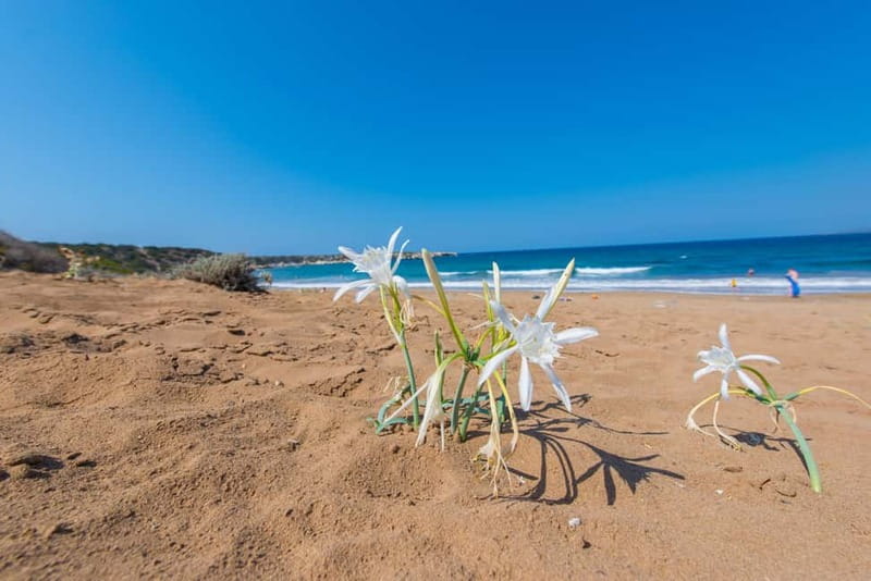 Akamas Jeep Safari Tour from Paphos - Is $80 good value?