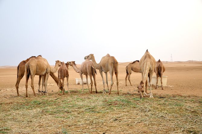 Al Ain Desert Safari with Buffet Dinner - Watching the desert change at sunset
