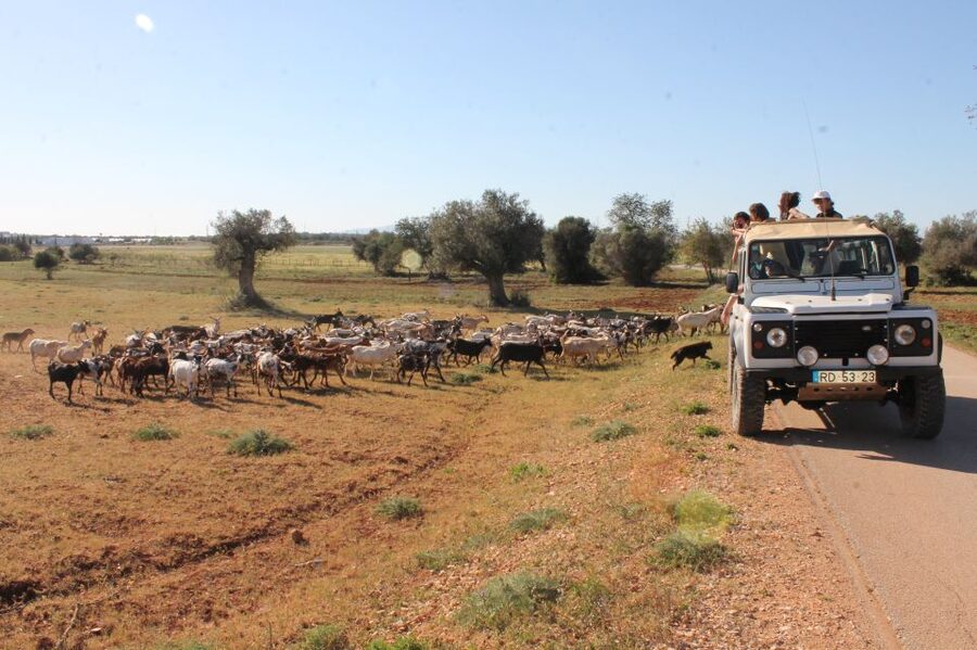 Albufeira: Jeep Safari Half-Day Countryside Tour - What the jeep ride is really like