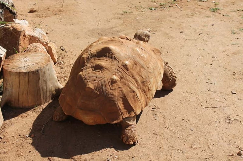 Albufeira Jeep Safari with Zoo - Timing, language, and practical comfort
