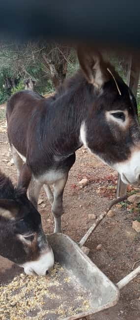 Albufeira Jeep Safari with Zoo - Who will enjoy this tour most?