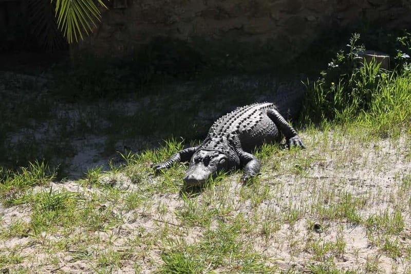 Albufeira Jeep Safari with Zoo - Should you book the Albufeira Jeep Safari with Zoo?