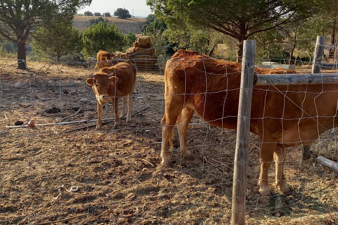 Albufeira Safari w/ Krazy World Visit, Bones & Animals - Krazy World: two hours for animals and downtime