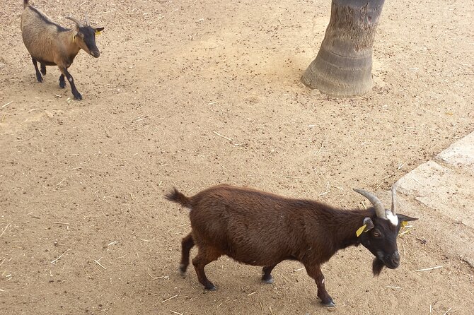 Albufeira Safari w/ Krazy World Visit, Bones & Animals - What the guide adds to the countryside route