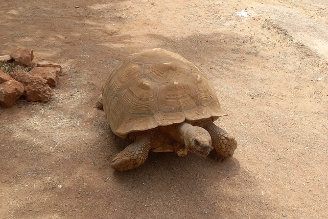 Albufeira Safari w/ Krazy World Visit, Bones & Animals - Who will enjoy this outing most?