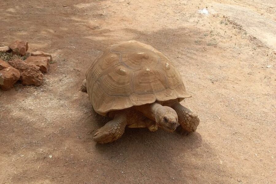 Albufeira Safari with entrance in Krazy World & Bone Chapel - Two hours at Krazy World