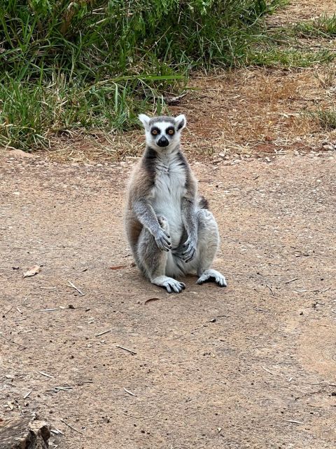 Albufeira Safari with entrance in Krazy World & Bone Chapel - The value of $64 per person