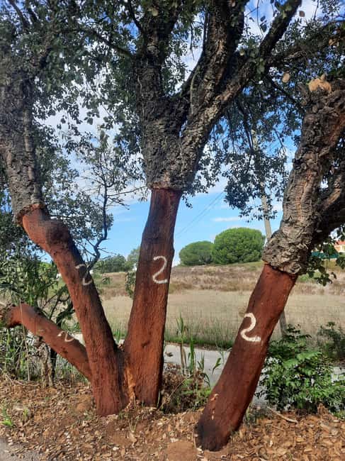 Algarve: 4x4 Safari Tour - from Coastal Wonders to Rural Treasures - The guides are a major part of the value