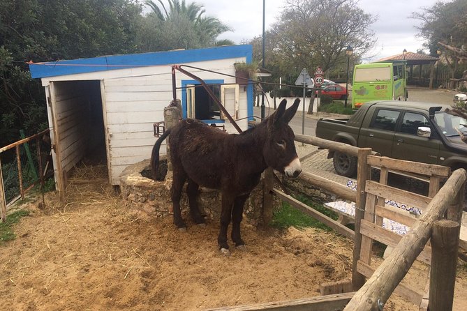Algarve Mountains & Villages - Half Day Jeep Safari Trip - Alte Village and the Case for Pastel de Nata