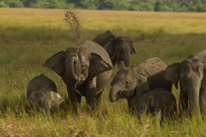 All Inclusive Private Safari in Minneriya National Park - Entering the park in a private 4WD
