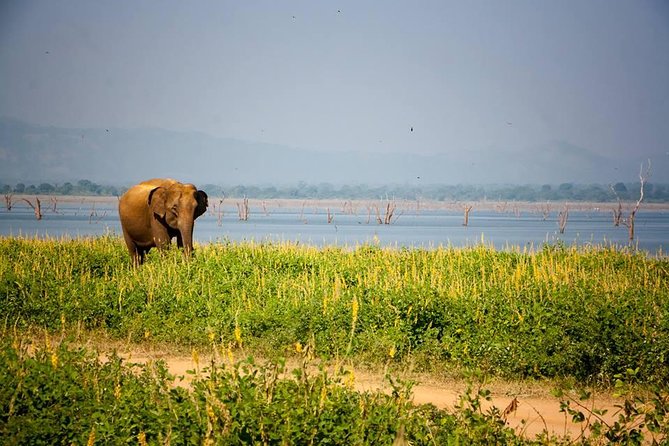 All Inclusive Private Safari in Minneriya National Park - Who will enjoy this safari most