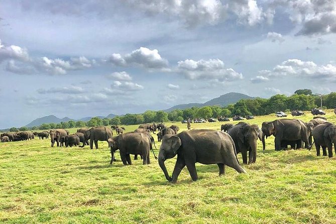 All Inclusive Private Safari in Minneriya National Park - The 2:00 p.m. pickup keeps the day manageable