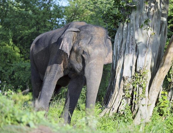 All Inclusive Udawalawe National Park Safari Day Tour from Colombo and Negombo - Why Udawalawe Works So Well for a Day Safari