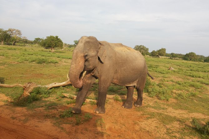 All Inclusive Udawalawe National Park Safari Day Tour from Colombo and Negombo - The Private Transport Advantage
