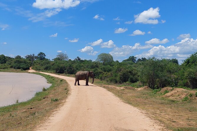 All Inclusive Udawalawe National Park Safari Day Tour from Colombo and Negombo - Who Should Choose This Day Tour
