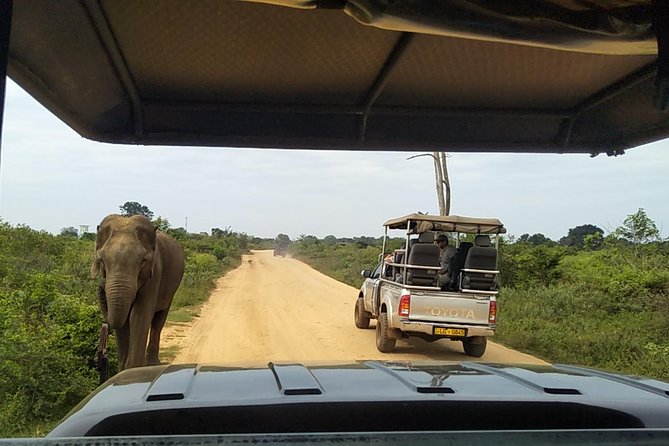 All Inclusive Udawalawe National Park Safari Day Tour from Colombo and Negombo - Practical Ways to Get More from the Day