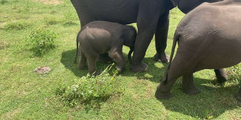 All inclussive Udawalawa National Park Safari From Colombo - Three hours by shared safari jeep