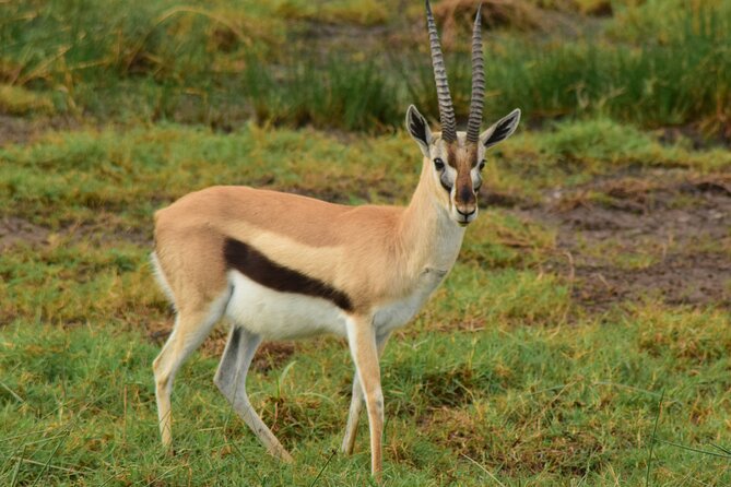Amazing 4 Days Tanzania Budget Camping Group Joining Safari - Day four: Down into Ngorongoro Crater