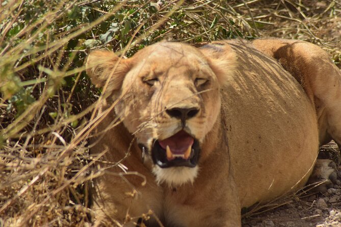 Amazing 4 Days Tanzania Budget Camping Group Joining Safari - Camping, food, and the Land Cruiser