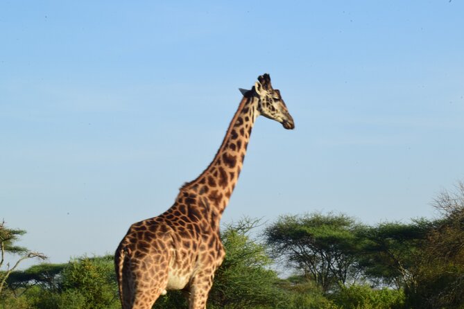Amazing 4 Days Tanzania Budget Camping Group Joining Safari - What the safari does well, and where it asks for patience