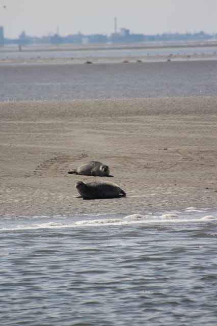 Amsterdam: Seal Safari at Waddensea UNESCO Site - Key points to know before you book