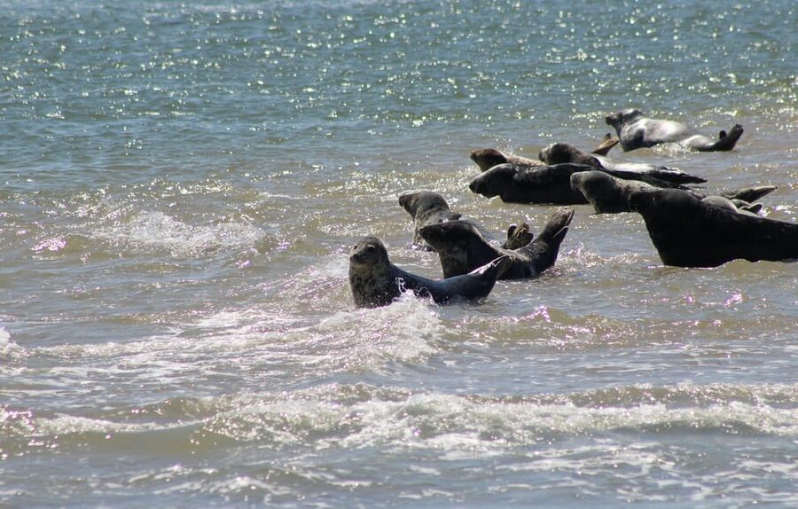 Amsterdam: Seal Safari at Waddensea UNESCO Site - FAQ