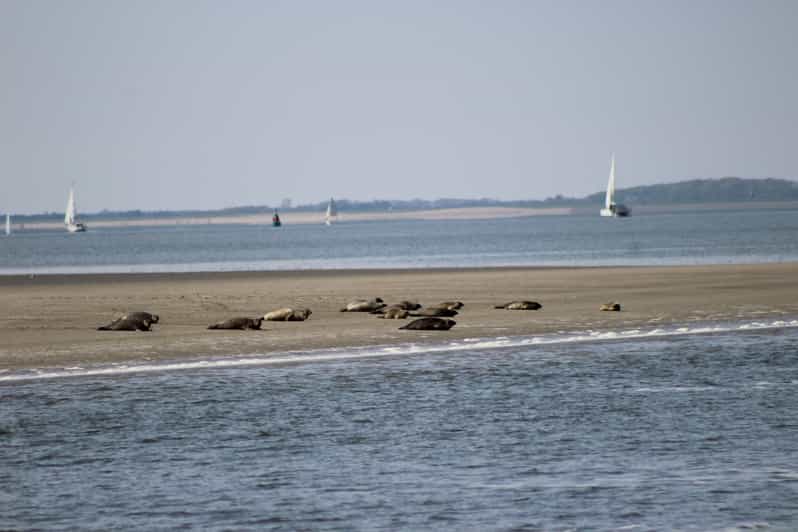 Amsterdam: Seal Safari at Waddensea UNESCO Site - Reaching the Wadden Sea from Amsterdam