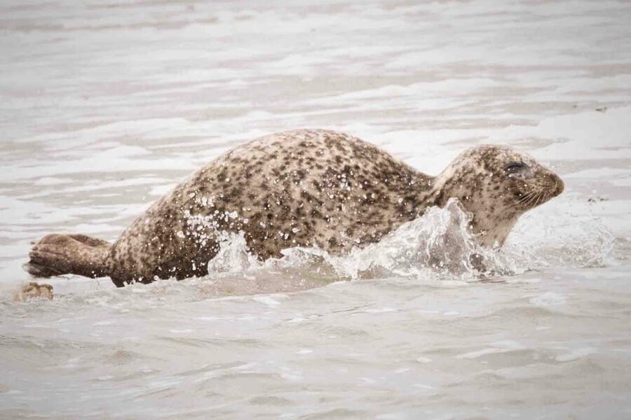 Amsterdam: Seal Safari at Waddensea UNESCO Site - What the boat ride feels like