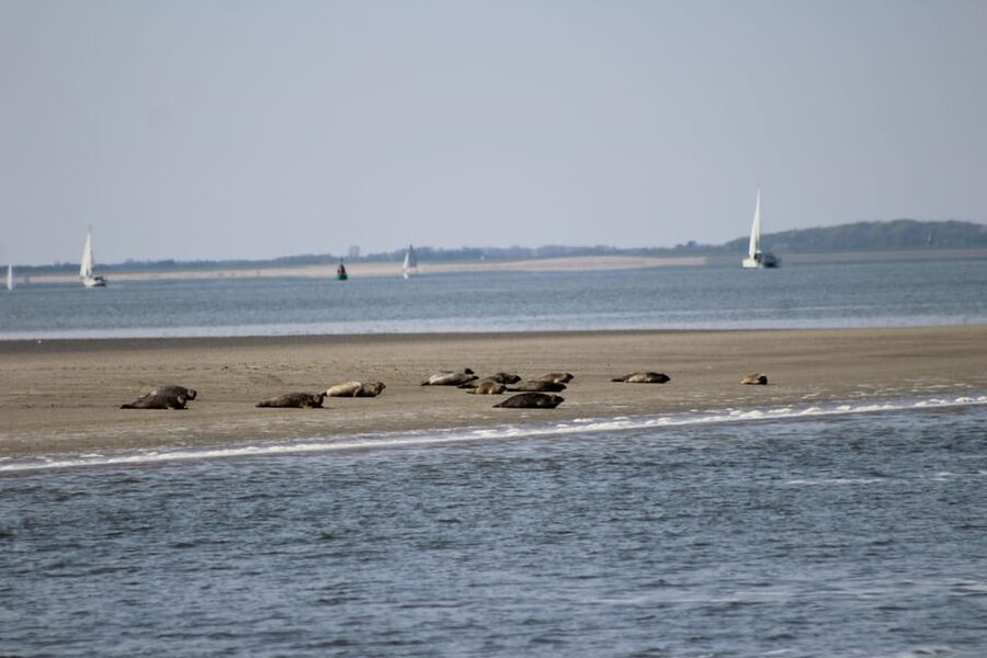 Amsterdam: Seal Safari at Waddensea UNESCO Site - The short stop in historic Twisk