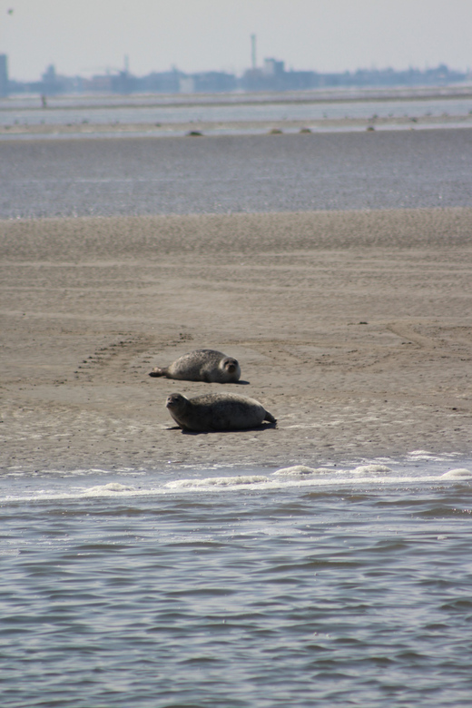 Amsterdam: Seal Safari at Waddensea UNESCO Site - Is $147 per person a fair price?