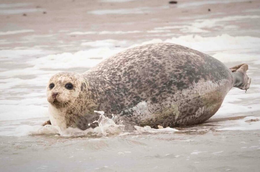 Amsterdam: Seal Safari at Waddensea UNESCO Site - Weather, clothing, and the practical side
