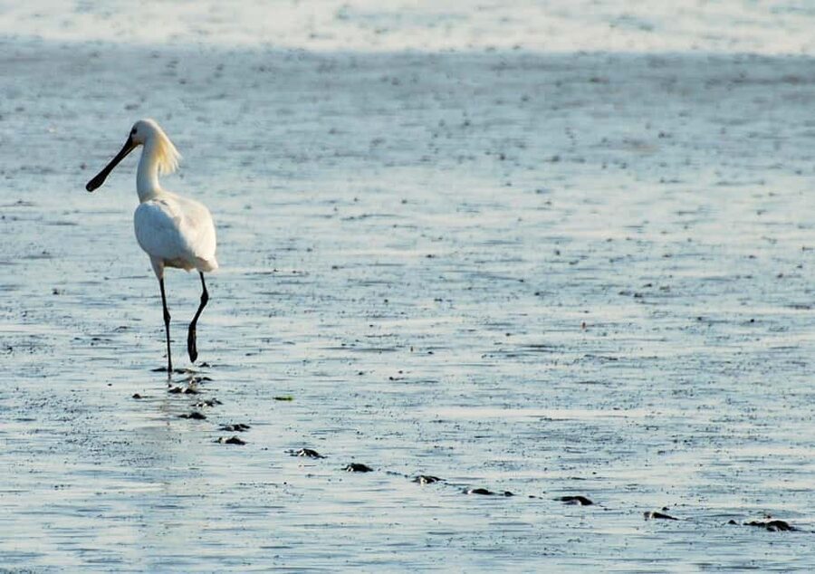Amsterdam: Seal Safari at Waddensea UNESCO Site - Who will enjoy this day most?