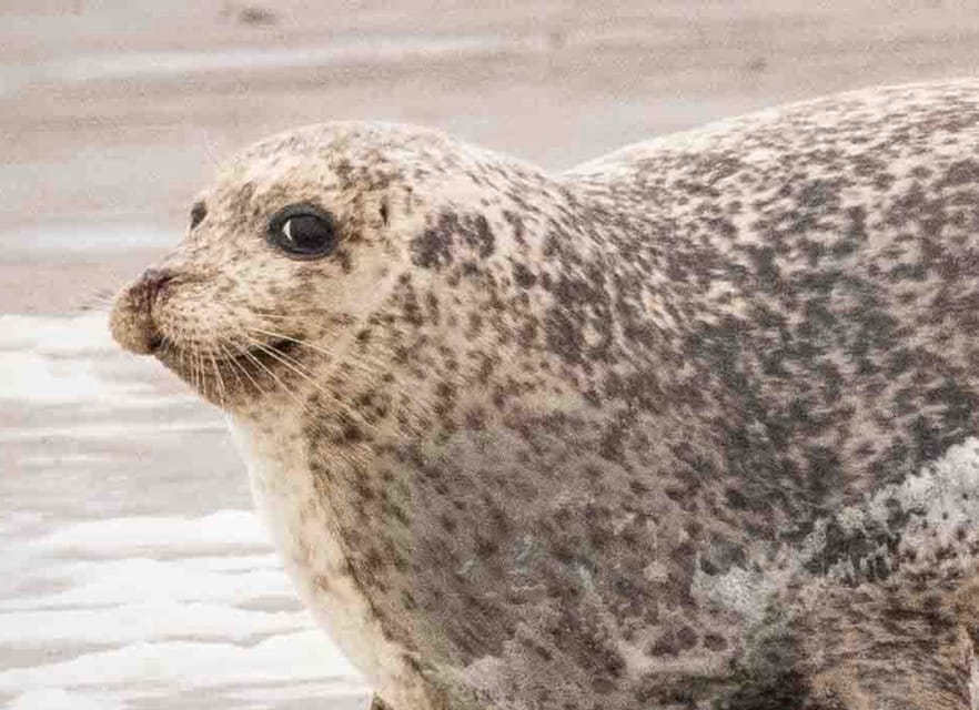 Amsterdam: Seal Safari at Waddensea UNESCO Site - Should you book the Wadden Sea seal safari?