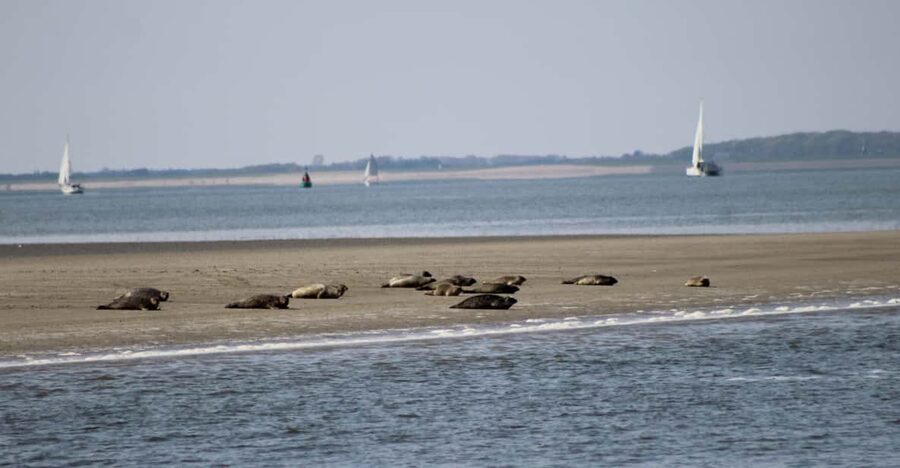 Amsterdam: Seal Safari at Waddensea UNESCO Site - Setting out from Den Oever