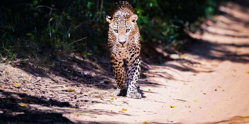 Anuradhapura: Full-Day Wilpattu All Inclusive Private Safari - Why Wilpattu makes a strong safari choice