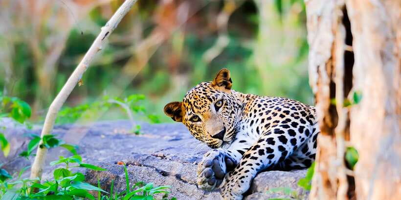 Anuradhapura: Full-Day Wilpattu All Inclusive Private Safari - Entering Wilpattu by customized safari jeep
